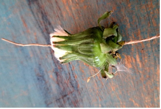 Pusteblume4