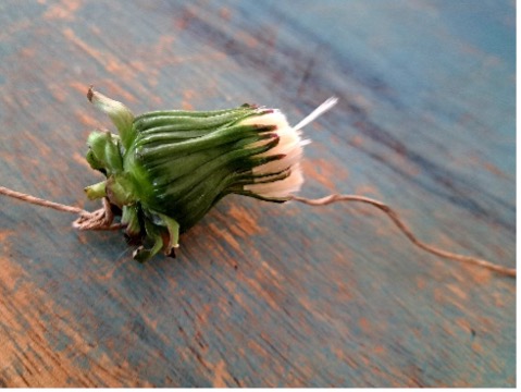Pusteblume5